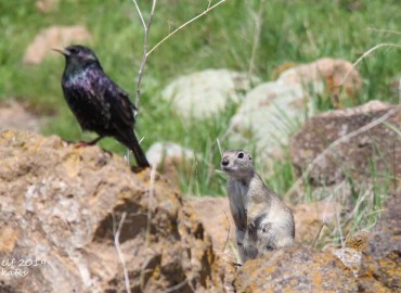 Spermophilus xanthoprymnus