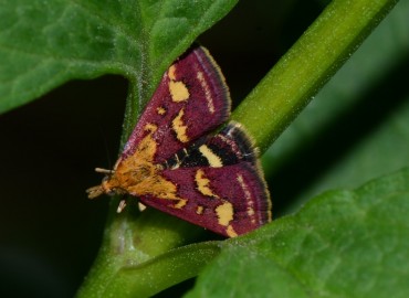 Pyrausta purpuralis (Linnaeus, 1758) – Ahmet Güngör, Ordu