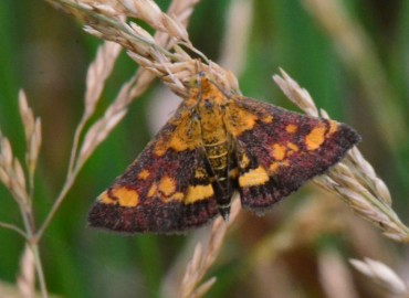 Pyrausta purpuralis (Linnaeus, 1758) – Ahmet Güngör, Ordu