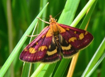 Pyrausta purpuralis (Linnaeus, 1758) – Ahmet Güngör, Ordu