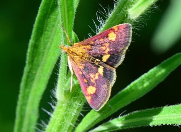 Pyrausta purpuralis (Linnaeus, 1758) – Ahmet Güngör, Ordu