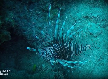 Pterois volitans (Aslan Balığı)