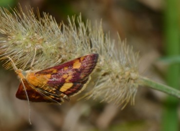Pyrausta aurata Scopoli, 1763 – Ahmet Güngör, Samsun