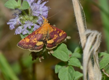 Pyrausta aurata Scopoli, 1763 – Ahmet Güngör, Samsun