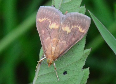 Ostrinia nubilalis (Hübner, 1796) – Ahmet Güngör, Ordu