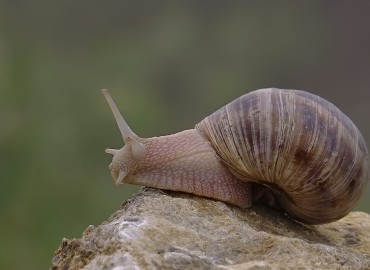 Helix asemnis