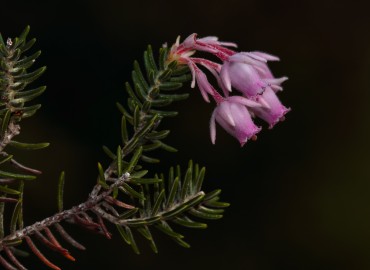 Erica sicula subsp. libanotica