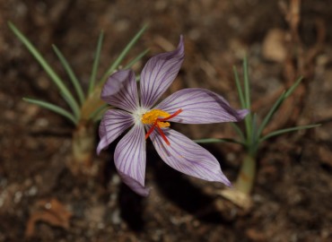 Crocus pallasii subsp. pallasii