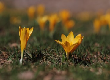 Crocus chrysanthus