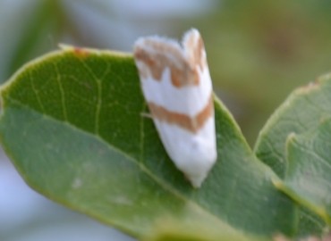 Eublemma candidana (Eublemma) – Ahmet Güngör, İzmir