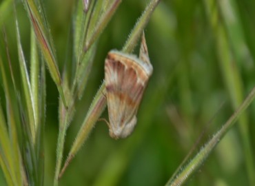 Eublemma parva (Eublemma) – Ahmet Güngör, İzmir