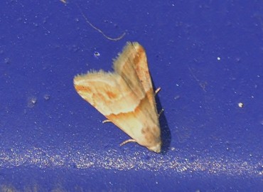 Eublemma parva (Eublemma) – Ahmet Güngör, İzmir