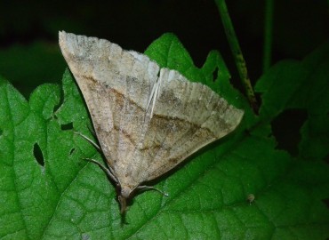 Hypena proboscidalis (Linnaeus, 1758) – Ahmet Güngör, Ordu
