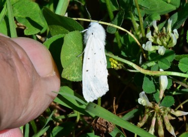 Spilosoma lubricipeda (Linnaeus, 1758) – Ahmet Güngör, Ordu