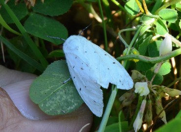 Spilosoma lubricipeda (Linnaeus, 1758) – Ahmet Güngör, Ordu