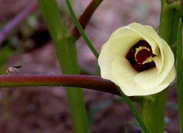 Abelmoschus esculentus Abelmoschus esculentus