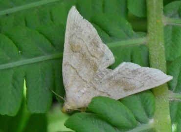 Herminia tarsicrinalis Knoch, 1782 – Ahmet Güngör, Ordu