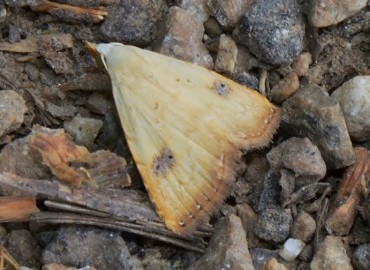 Rivula sericealis Scopoli, 1763 – Ahmet Güngör, Ordu
