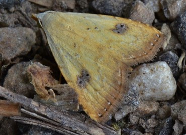 Rivula sericealis Scopoli, 1763 – Ahmet Güngör, Ordu