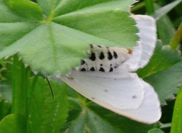 Diaphora mendica (Linnaeus, 1761) – Ahmet Güngör, Ordu