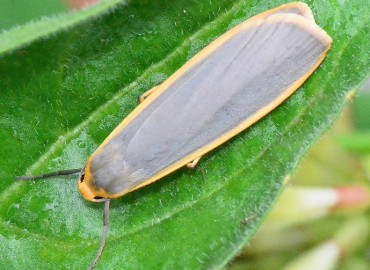 Eilema complana (Linnaeus, 1758)