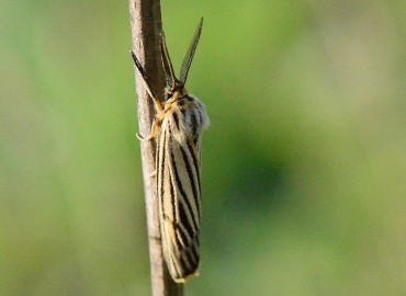 Spiris striata (Linnaeus, 1758)