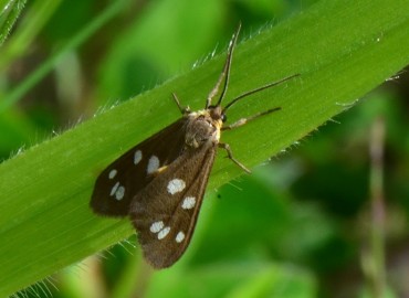 Dysauxes punctata