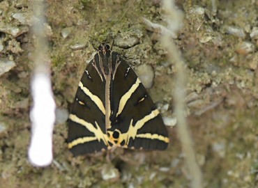 Euplagia quadripunctaria (Linnaeus, 1761)