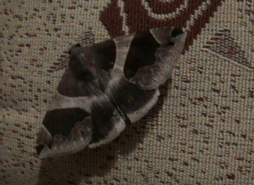 Dysgonia algira (Linnaeus, 1767) – Ahmet Güngör, İzmir