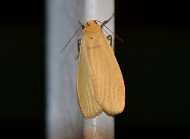 Eilema sororcula (Hufnagel, 1766)