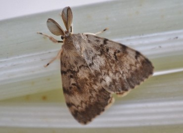 Lymantria dispar (Linnaeus, 1758)