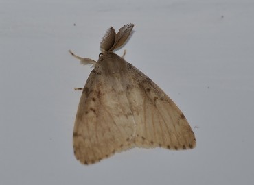 Lymantria dispar (Linnaeus, 1758) – Ahmet Güngör, İzmir