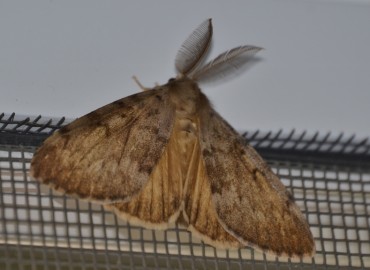 Lymantria dispar (Linnaeus, 1758) – Ahmet Güngör, İzmir