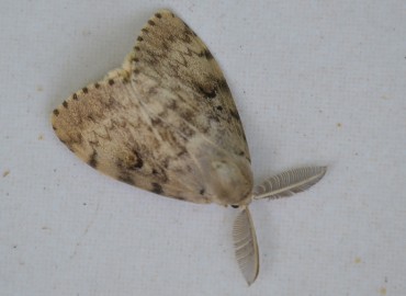 Lymantria dispar (Linnaeus, 1758) – Ahmet Güngör, İzmir