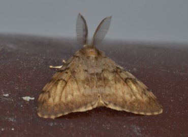 Lymantria dispar (Linnaeus, 1758) – Ahmet Güngör, İzmir