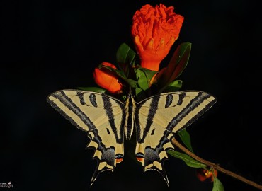 Papilio alexanor (Esper, 1800) 