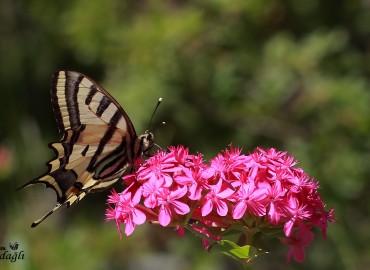 Papilio alexanor (Kaplan Kırlangıçkuyruk) – Gavurdağlı, Osmaniye