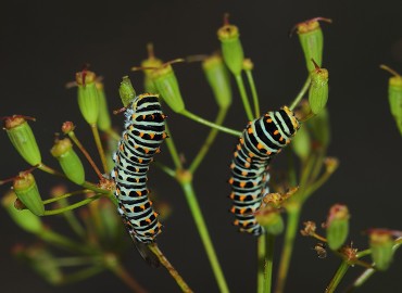 Papilio alexanor (Kaplan Kırlangıçkuyruk) – Gavurdağlı, Osmaniye