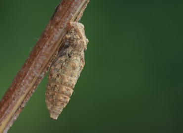 Papilio alexanor (Kaplan Kırlangıçkuyruk) – Gavurdağlı, Osmaniye