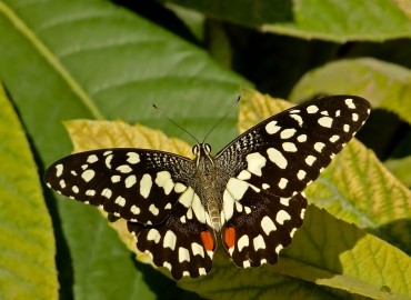 Papilio demoleus (Linnaeus, 1758)  Nusaybin güzeli