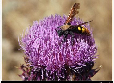 Megascolia maculata (Mamut yabanarısı) – Musa geçit, Mardin