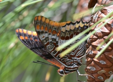 Charaxes jasius (Çift Kuyruklu Paşa) – Ahmet Güngör, İzmir