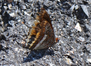 Charaxes jasius (Çift Kuyruklu Paşa) – Ahmet Güngör, İzmir