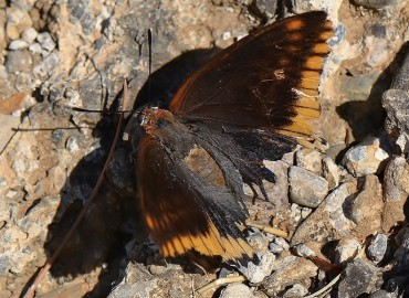Charaxes jasius (Çift Kuyruklu Paşa) – Ahmet Güngör, İzmir