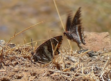 Charaxes jasius (Çift Kuyruklu Paşa) – Ahmet Güngör, İzmir