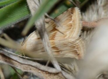 Eublemma ostrina (Hübner, [1808]) – Ahmet Güngör, Samsun