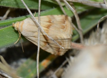 Eublemma ostrina (Hübner, [1808]) – Ahmet Güngör, Samsun
