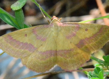 Rhodostrophia tabidaria Zeller, 1847 – Ahmet Güngör, Sinop