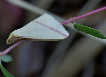 Rhodometra sacraria (Linnaeus, 1767) – Ahmet Güngör, İzmir