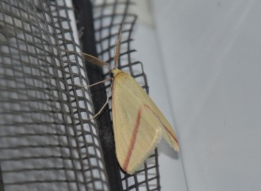 Rhodometra sacraria (Linnaeus, 1767) – Ahmet Güngör, İzmir